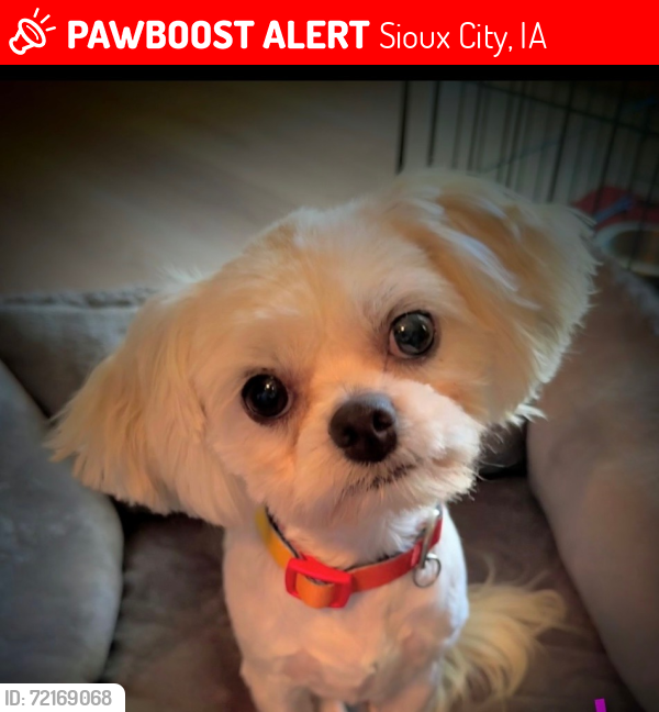 Lost Female Dog last seen Near block of Perry Way and Country Club, Sioux City, Iowa, Sioux City, IA 51104