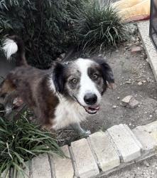 Lost Male Dog last seen Verdant , San Antonio, TX 78209