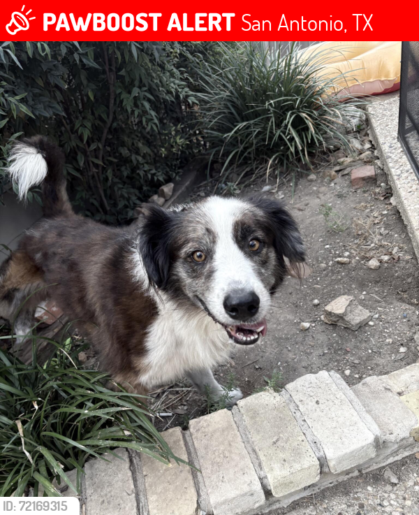 Lost Male Dog last seen Verdant , San Antonio, TX 78209