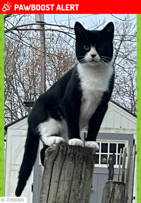 Lost Female Cat last seen N. Creek Road and Canal Road, Paradise Township, PA 17316