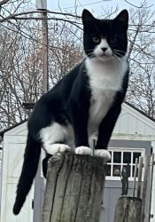 Lost Female Cat last seen N. Creek Road and Canal Road, Paradise Township, PA 17316