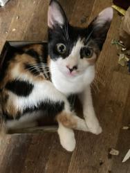 Lost Female Cat last seen Rainbow Dr. , Imperial Beach, CA 91932