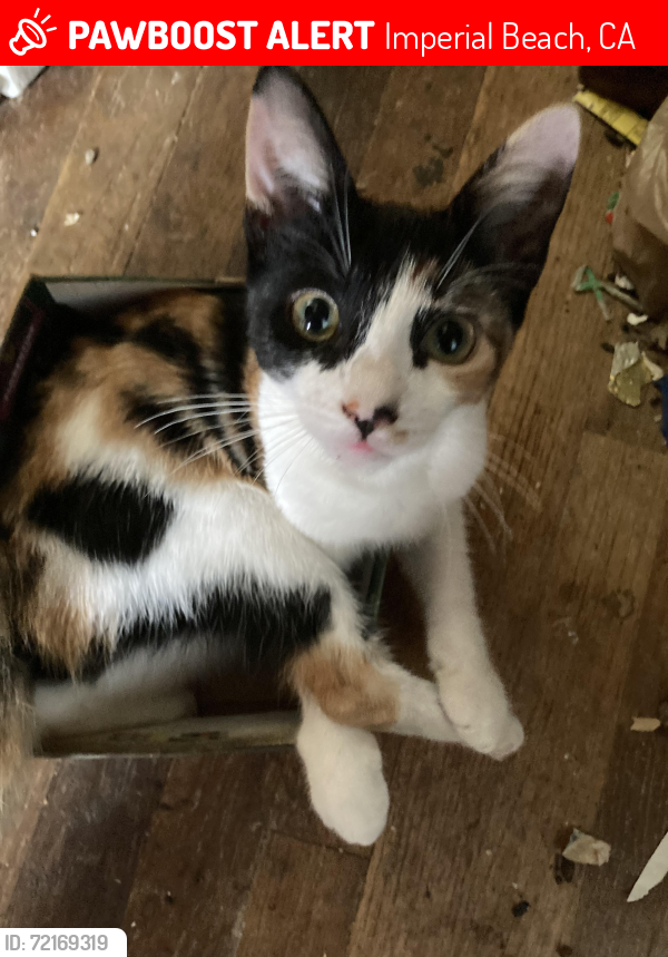 Lost Female Cat last seen Rainbow Dr. , Imperial Beach, CA 91932