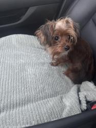 Reunited Male Dog last seen Winship Dr & Glen Crossings Rd, Edgecliff Village, TX 76134, USA, Edgecliff Village, TX 76134