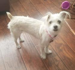 Lost Female Dog last seen Mazatlan drive, Arlington, TX, Arlington, TX 76002