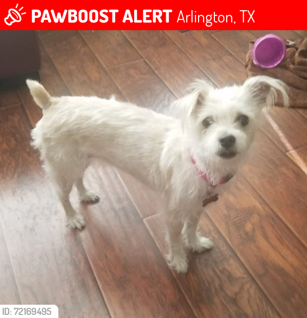 Lost Female Dog last seen Mazatlan drive, Arlington, TX, Arlington, TX 76002