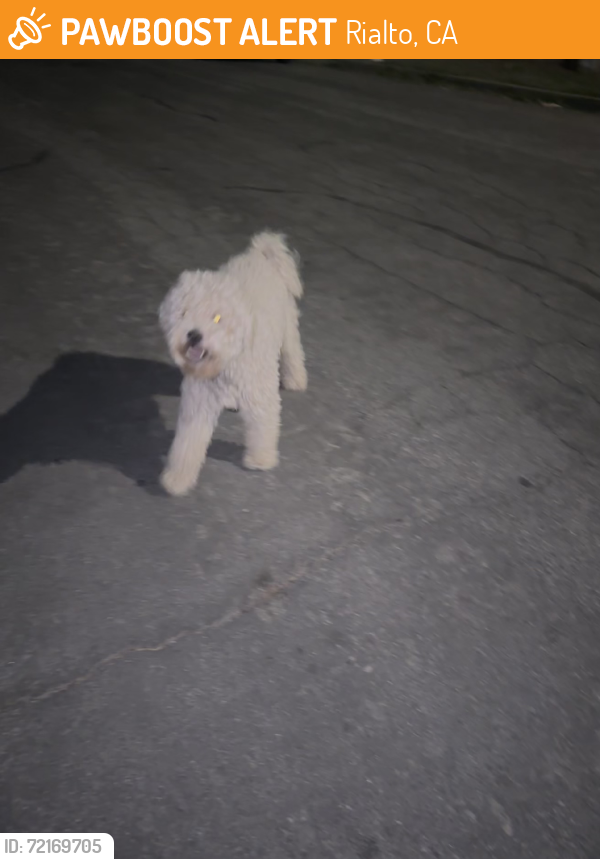 Rialto, CA Stray Dog Found Near Ramona rd/ joyce Rialto | PawBoost