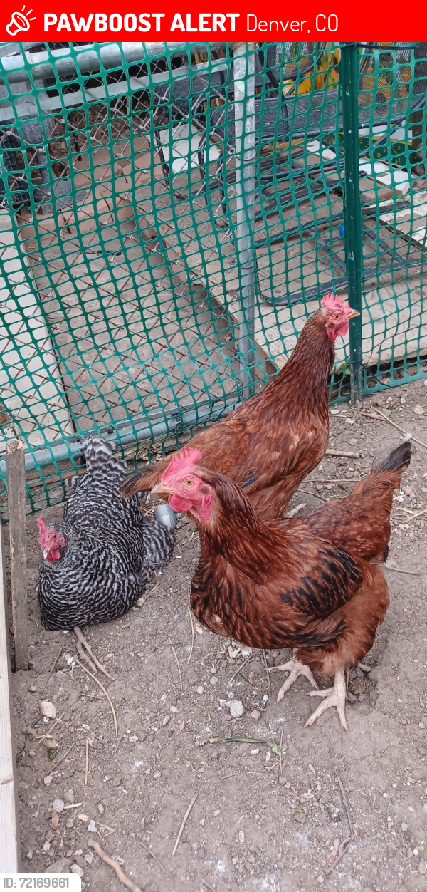 Lost Female Bird last seen W Dakota Ave, Federal Blvd, S Eliot St, Tacos Los Vaqueros, Guerrero Market, 7-Eleven, any streets along S Eliot St or passing., Denver, CO 80219