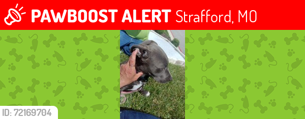 Lost Male Dog last seen Next to Buc-ees gas station on I-44, Springfield, MO 65802