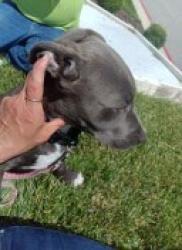 Lost Male Dog last seen Next to Buc-ees gas station on I-44, Springfield, MO 65802