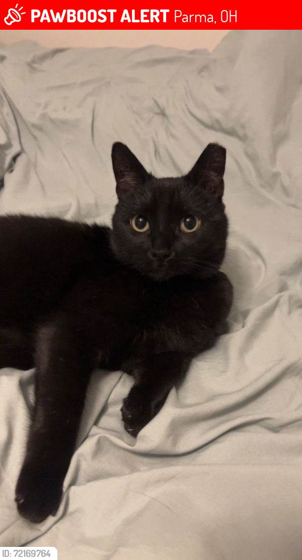 Lost Female Cat last seen Maplecrest Ave & W44th St, Parma, OH 44134