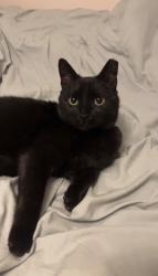 Lost Female Cat last seen Maplecrest Ave & W44th St, Parma, OH 44134