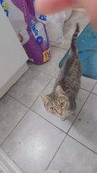 Lost Female Cat last seen Snowden Pond rd, Laurel, MD 20708