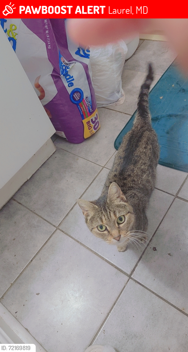 Lost Female Cat last seen Snowden Pond rd, Laurel, MD 20708