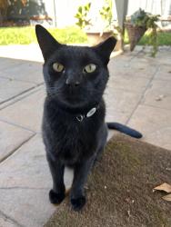 Lost Male Cat last seen Palmer Dr and Anning Dr. Berkeley and hawkeye, Turlock, CA 95382