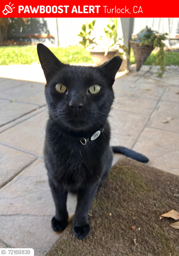 Lost Male Cat last seen Palmer Dr and Anning Dr. Berkeley and hawkeye, Turlock, CA 95382