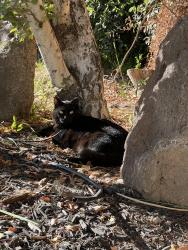 Lost Female Cat last seen Graywolf circle/Anning Rd/ Berkeley, Turlock, CA 95382