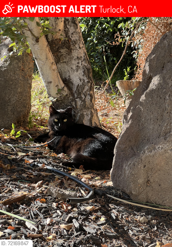 Lost Female Cat last seen Graywolf circle/Anning Rd/ Berkeley, Turlock, CA 95382