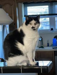 Lost Male Cat last seen Near Lafayette Avenue, The Bronx, NY 10465