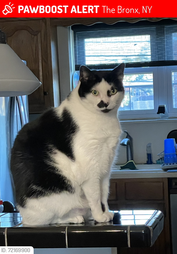 Lost Male Cat last seen Near Lafayette Avenue, The Bronx, NY 10465