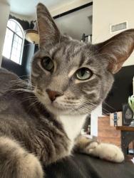 Lost Male Cat last seen Kalmia ave and locust / Moreno beach , Moreno Valley, CA 92555