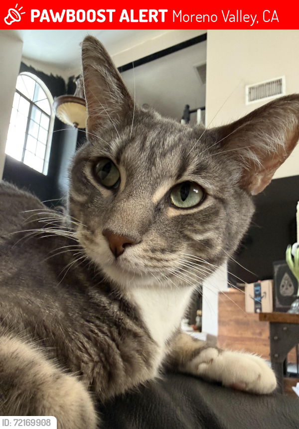 Lost Male Cat last seen Kalmia ave and locust / Moreno beach , Moreno Valley, CA 92555