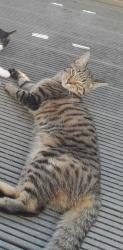 Reunited Female Cat last seen Goldsmith Street norwich, Norfolk, England NR2
