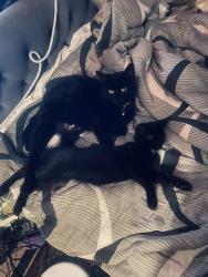 Reunited Female Cat last seen 6th and Lincoln , Corona, CA 92882