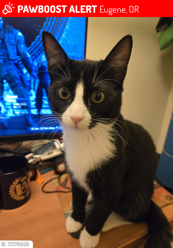 Lost Male Cat last seen Near Marquet way, Eugene, OR 97401