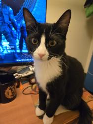 Lost Male Cat last seen Near Marquet way, Eugene, OR 97401