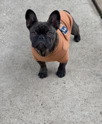 Lost Male Dog last seen Victoria St and Barbara Mae, Houston, TX 77015