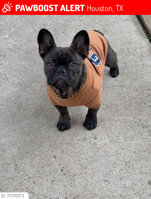 Lost Male Dog last seen Victoria St and Barbara Mae, Houston, TX 77015