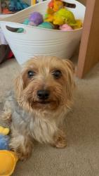 Lost Female Dog last seen Innsbruck & Lebanon, Belleville, IL 62221