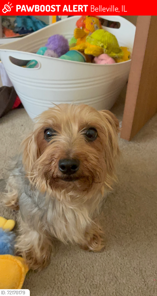 Lost Female Dog last seen Innsbruck & Lebanon, Belleville, IL 62221