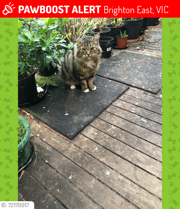 Lost Male Cat last seen Edro Avenue East Brighton, Brighton East, VIC 3187