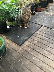 Lost Male Cat last seen Edro Avenue East Brighton, Brighton East, VIC 3187