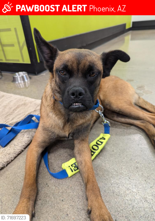 Lost Male Dog last seen Desert Hills, Phoenix, AZ 85086