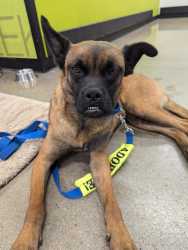 Lost Male Dog last seen Desert Hills, Phoenix, AZ 85086