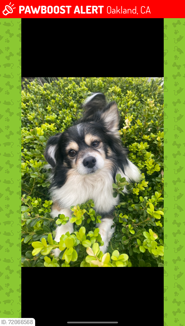Lost Male Dog last seen Near e19th oakland, Oakland, CA 94606