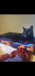Lost Male Cat last seen Unknown, College Station, TX 77845