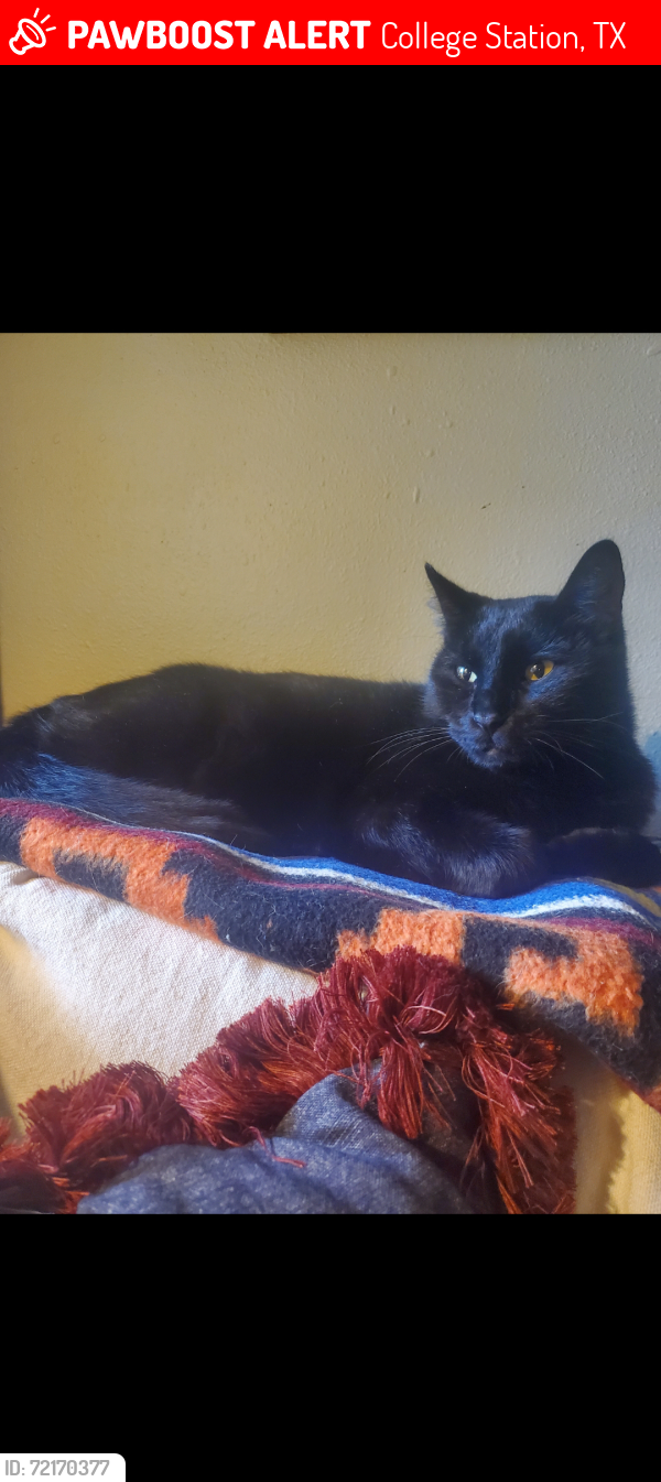 Lost Male Cat last seen Unknown, College Station, TX 77845