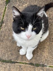 Lost Male Cat last seen Bournewood Road, Grasdene Road, Wickham lane, East Wickham Open Space, Plumstead Cemetery, Greater London, England SE18 2AX