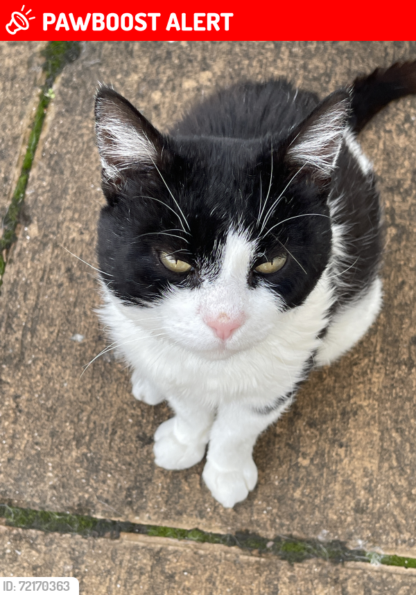 Lost Male Cat last seen Bournewood Road, Grasdene Road, Wickham lane, East Wickham Open Space, Plumstead Cemetery, Greater London, England SE18 2AX