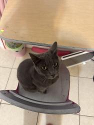 Lost Male Cat last seen Wilshire and center , Santa Ana, CA 92704