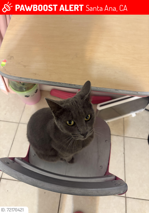 Lost Male Cat last seen Wilshire and center , Santa Ana, CA 92704