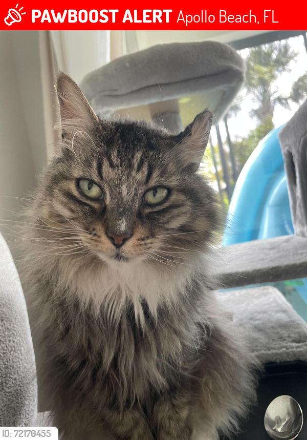 Lost Female Cat last seen Estero Court & Del Coronado, Apollo Beach, FL 33572