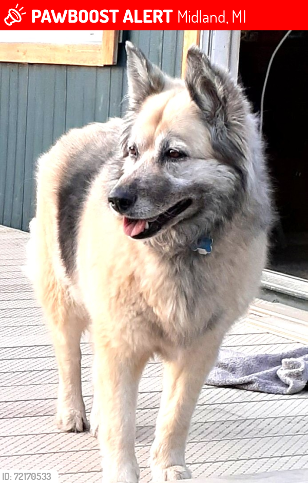 Lost Female Dog last seen Meridian Rd./M 30, Midland, MI 48640