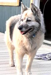 Lost Female Dog last seen Meridian Rd./M 30, Midland, MI 48640