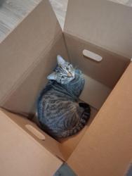 Lost Male Cat last seen Near glennwood by 99ncent store , Independence, MO 64053