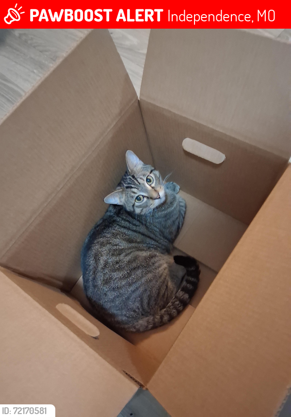 Lost Male Cat last seen Near glennwood by 99ncent store , Independence, MO 64053